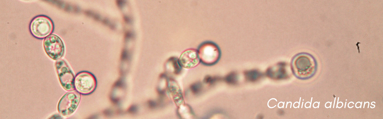 Candida albicans